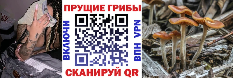 Псилоцибиновые грибы Psilocybe  mega как зайти  Полесск  что такое  
